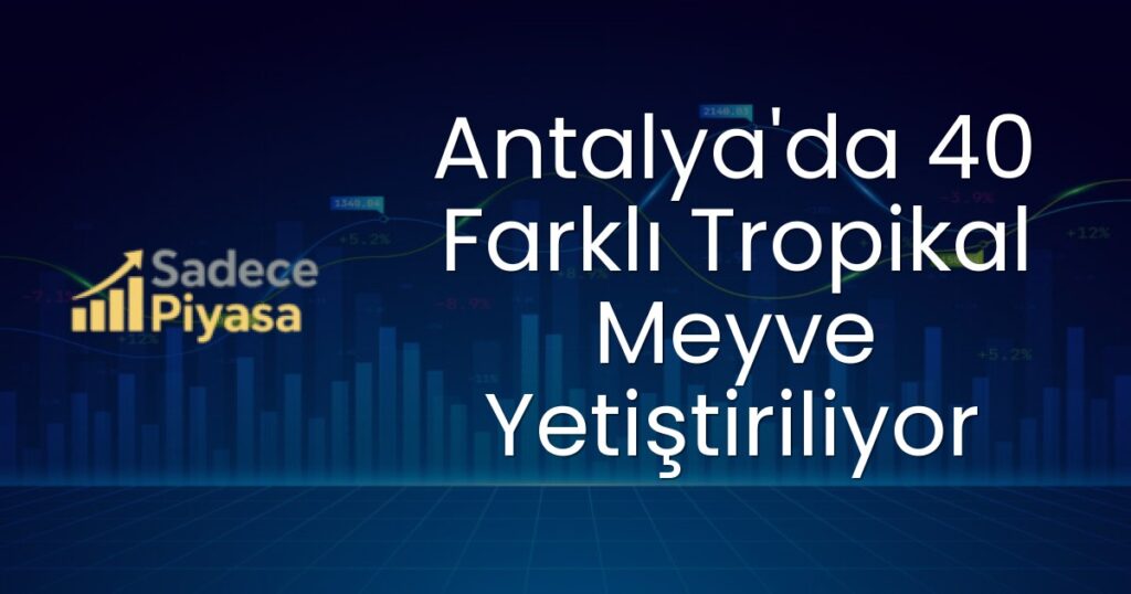 Antalya tropikal meyve üretimi