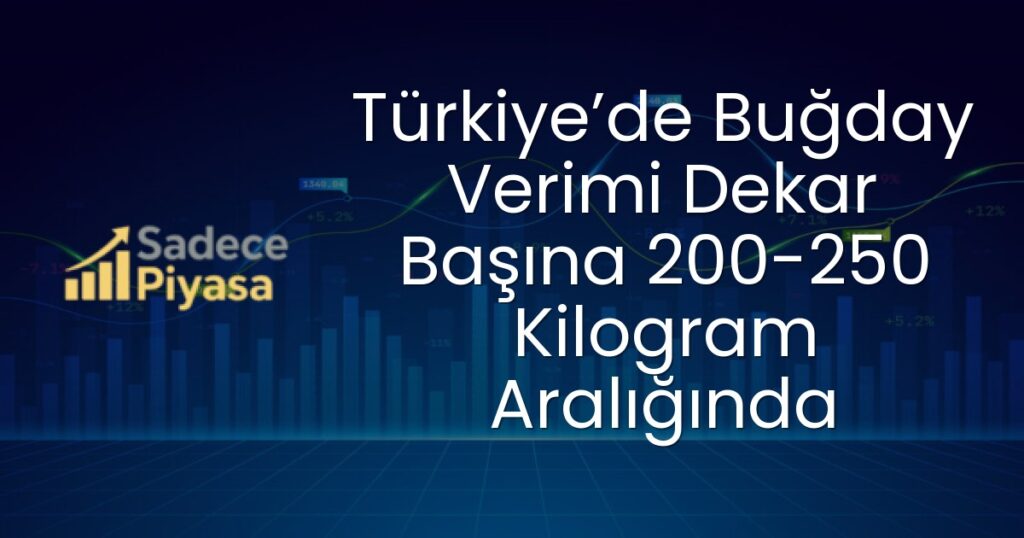 Buğday verimi