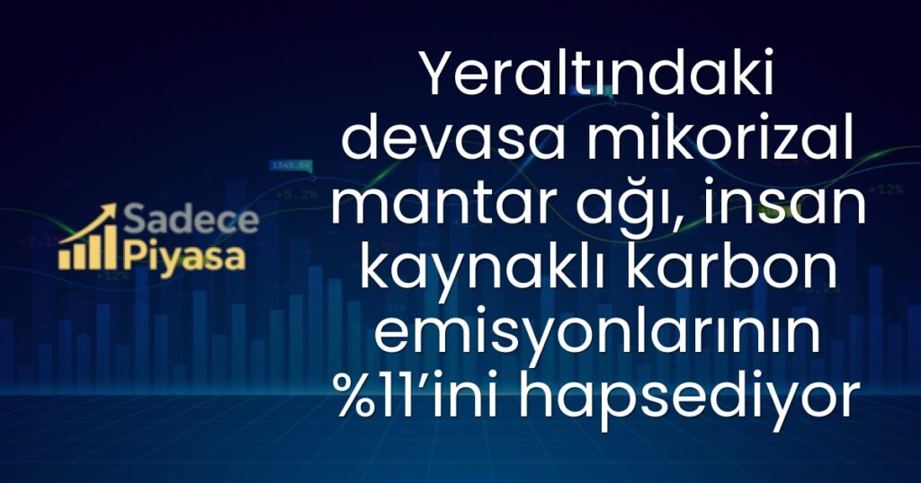mikorizal mantar ağı